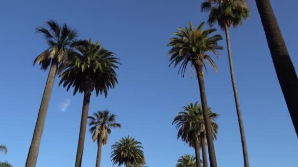 カリフォルニア州ビバリーヒルズのヤシの木の下で運転。カメラは上を見上げてゆっくりと動きます。青空に対する背の高いカリフォルニアヤシの木. — ストック動画