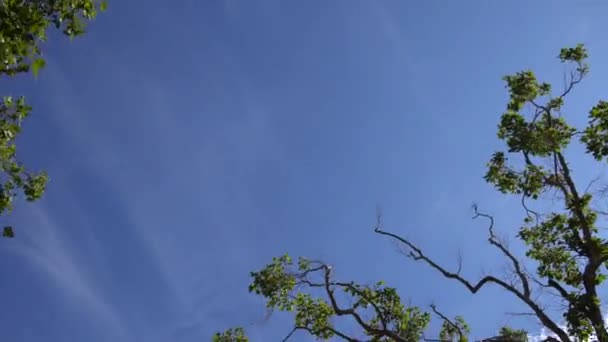 Câmera olha para cima e se move lentamente sob árvores. Ramos de árvores e folhas contra o céu azul. Dia quente de verão em Los Angeles Califórnia EUA . — Vídeo de Stock