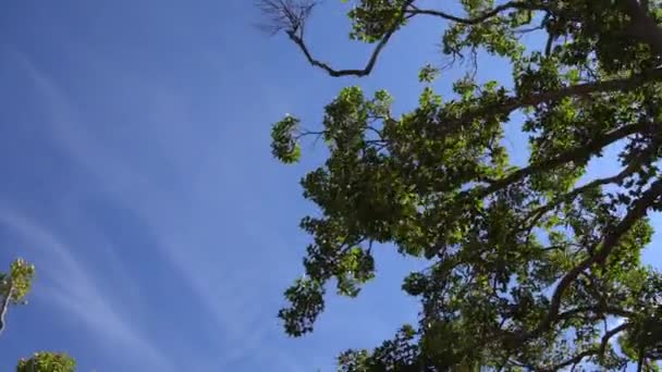 Câmera olha para cima e se move lentamente sob árvores. Ramos de árvores e folhas contra o céu azul. Dia quente de verão em Los Angeles Califórnia EUA . — Vídeo de Stock