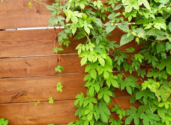 Climbing plant on wooden fence