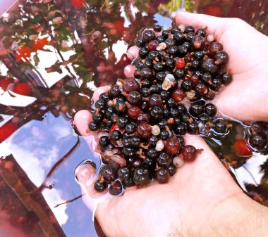 Su siyah frenk üzümü yıkama