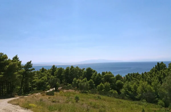 Красивый пейзаж в сосновом лесу, море видно — стоковое фото