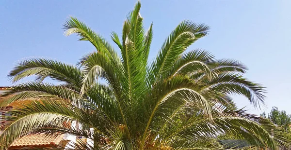 아름 다운 팜 나무는 맑은 행복 — 스톡 사진
