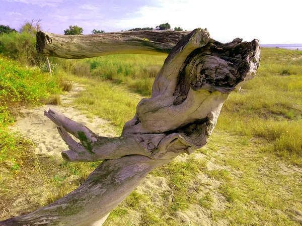 Statue d'arbre. Un arbre sec qui ressemble à un corps de peuple et danse — Photo