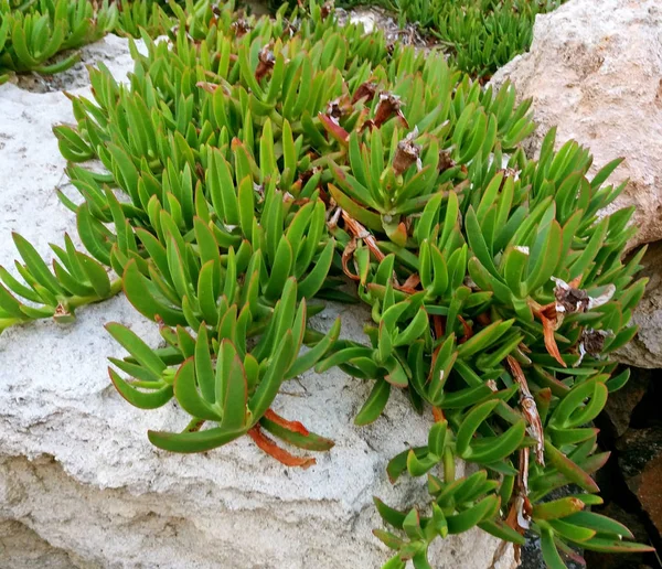 Alfombra de plantas, Carpobrotus Edulis creciendo en las rocas —  Fotos de Stock