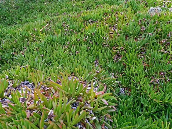 Carpobrotus edulis creciendo como una carpeta Grecia — Foto de Stock