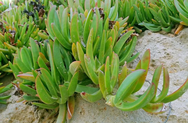 Carpobrotus Edulis Ковер Растений Растущих Скалах Греции — стоковое фото