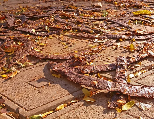 Outono Acabou Chegar Vagens Triacanthos Gleditsia Caíram — Fotografia de Stock