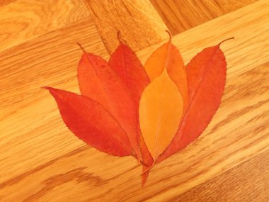 Eski ahşap arka plan üzerinde renkli kuru yaprakları yakın çekim