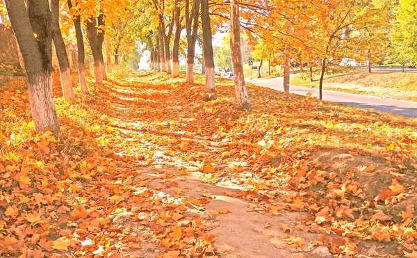Bellissimi aceri con foglie gialle in autunno — Foto Stock