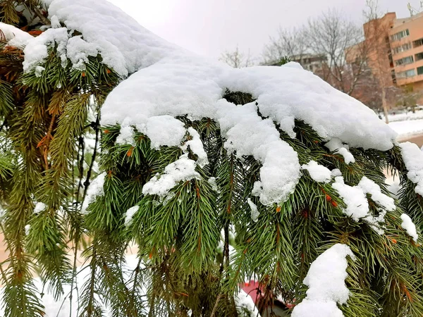Primera nieve, árbol de Navidad, vacaciones de invierno. Meteo. — Foto de Stock