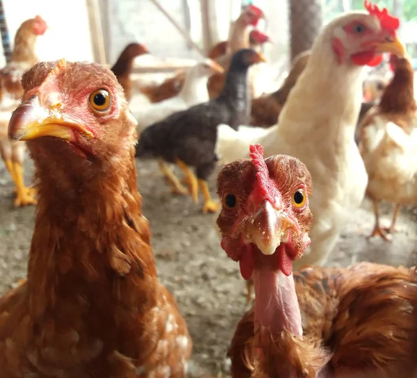 Tavuk yemek vermeyi bekliyor. Boş boyun ile tavuk