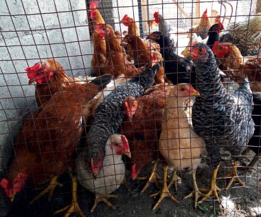 Tavukları bir sürü bekliyoruz yiyecek vermeyi