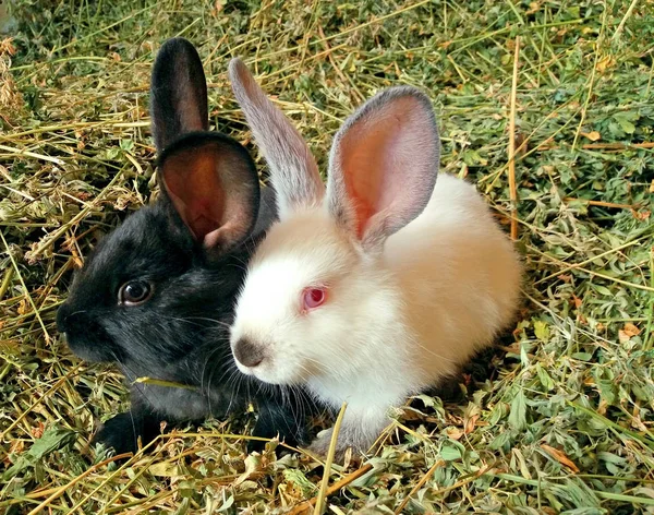 Söta vita och svarta kaniner sitter på hö — Stockfoto