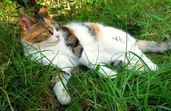 Cute colorful cat rests in the grass — Stock Photo, Image