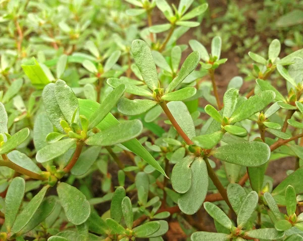 Portulaca oleracea bitki birçok yararları ile yakın çekim