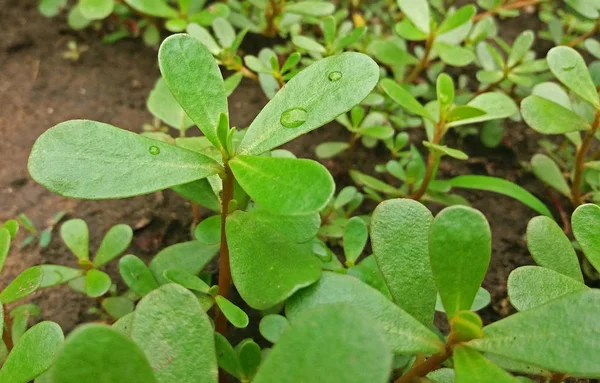 Portulaca oleracea rostlina s mnoha výhodami zblízka — Stock fotografie