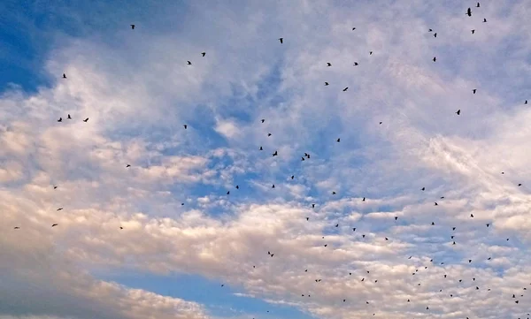 曇り空を飛んでいくつかのミヤマガラスの鳥 — ストック写真