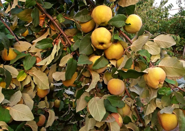Quince tree full of sweet fruits growing — Stock Photo, Image