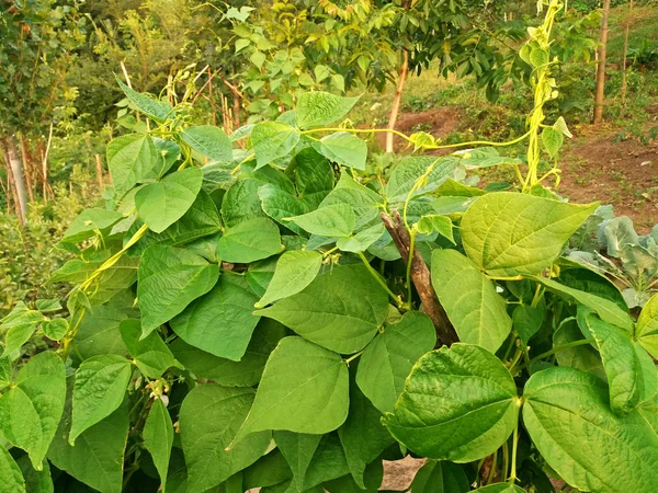 豆子生长在花园里 — 图库照片