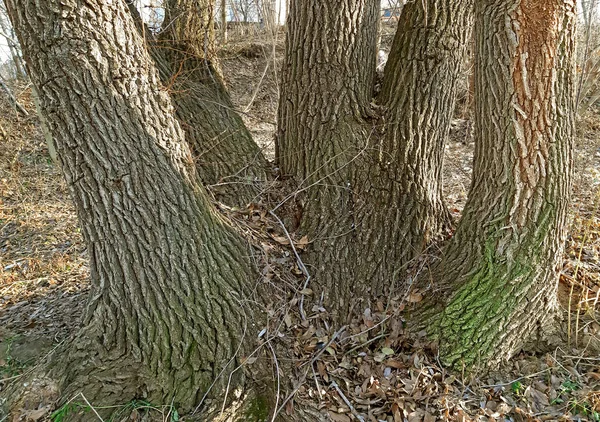 Alte Ulme, sie hat viele Stämme und ihre dicke — Stockfoto