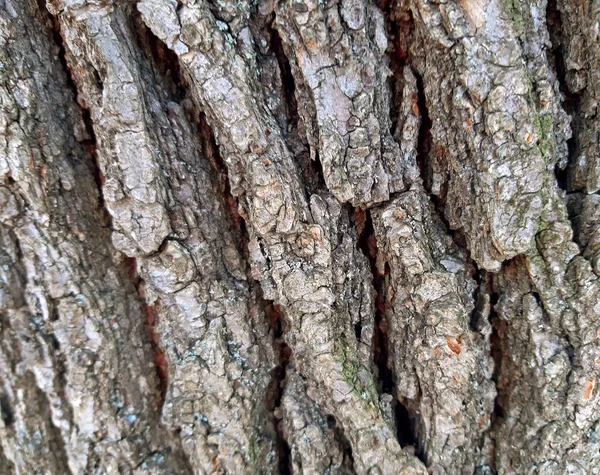 Elm tree bark textur bakgrund närbild — Stockfoto