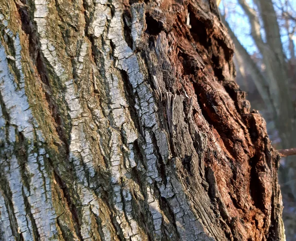 Saule arbre vieux écorce texture fond fermer — Photo