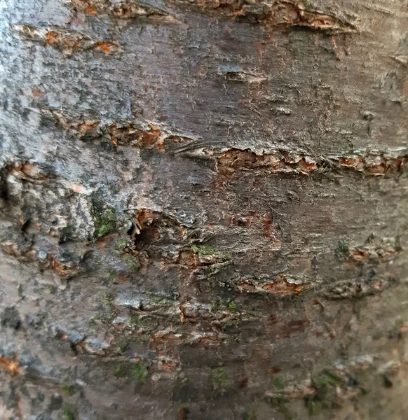 Cherry tree bark texture close uop background — Stock Photo, Image