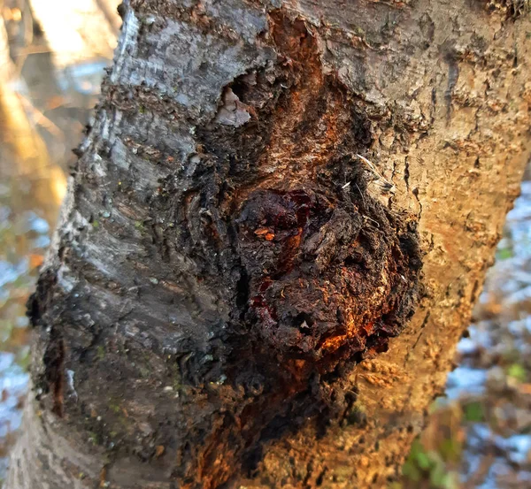 Young cherry tree glue in the bark. — Stock Photo, Image