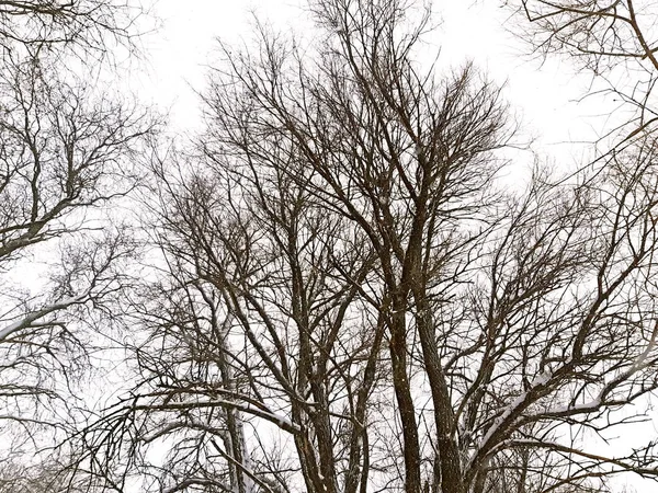 Bomen zonder bladeren in de winter, besneeuwde hemel — Stockfoto