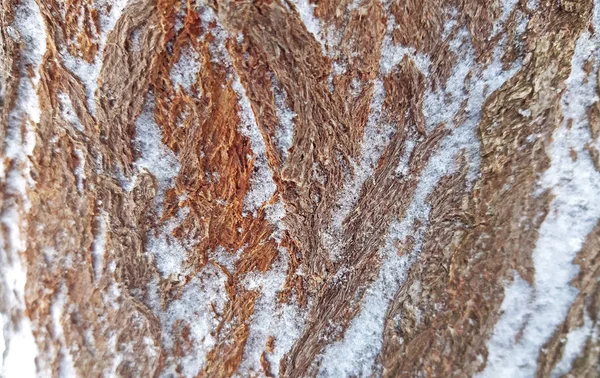 Kůra Stromu Textury Zamíchaný Sníh Zblízka — Stock fotografie
