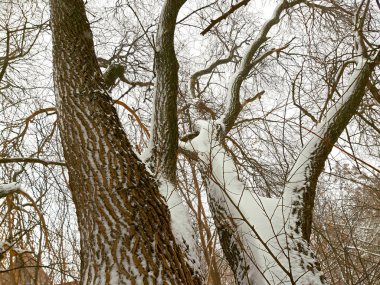 Beyaz karlı gökyüzü ve kış ağaçta.