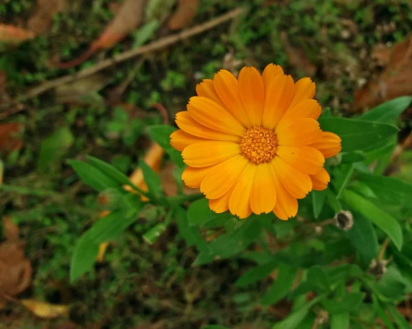 Ver vacker gul blomma med kopia utrymme — Stockfoto