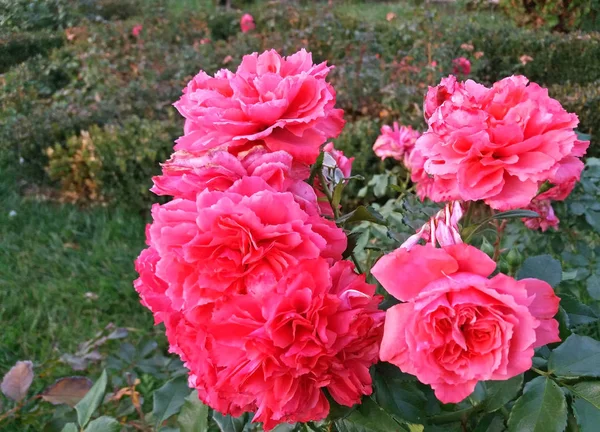 As rosas florescem em rosa muito bonito de perto — Fotografia de Stock