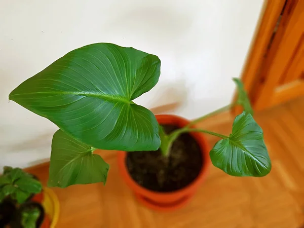 Calla avec de très belles feuilles luxuriantes intérieur — Photo