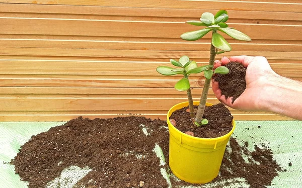 Yeşim ağaç repotting, çömlekçilik toprak kap içinde ekleme. — Stok fotoğraf