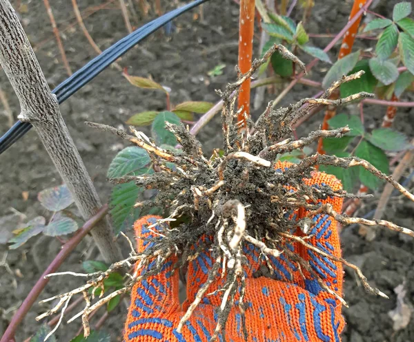 Wortels van blackberry-planten vermeerderd door gelaagdheid — Stockfoto