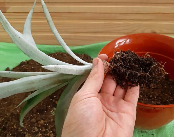 Daha Büyük Bir Tencerede Bir Genç Ananas Bitki Repotting — Stok fotoğraf