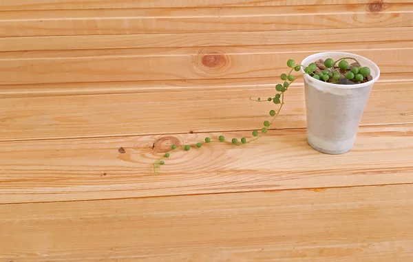 String Perles Plante Succulente Sur Fond Bois — Photo