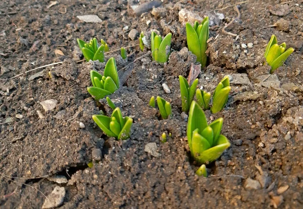 Plantes qui poussent au début du printemps — Photo