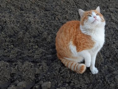 Bir kedi komik görünüyor ve örnek alıyor. Kopya alanı