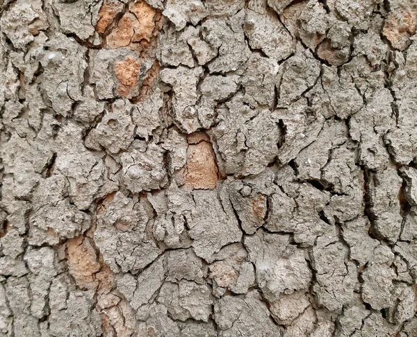 Texturou kůry strom javorový strom kůra pozadí — Stock fotografie