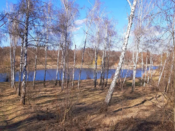 Bosque de abedul a principios de primavera y detrás de un lago — Foto de Stock