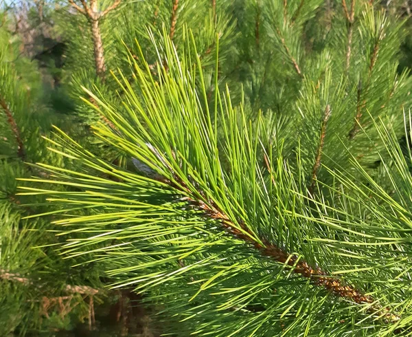 Un pino joven y verde de cerca — Foto de Stock
