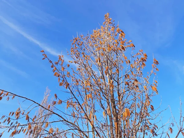 Hasselnöt träd blommar under våren. Blå himmel bakgrund — Stockfoto