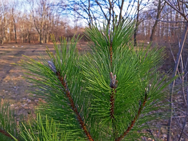 Un pino joven muy hermoso en la primavera — Foto de Stock