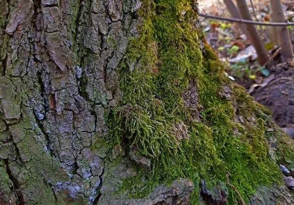 Moos wächst auf Baumrinde im Wald — Stockfoto
