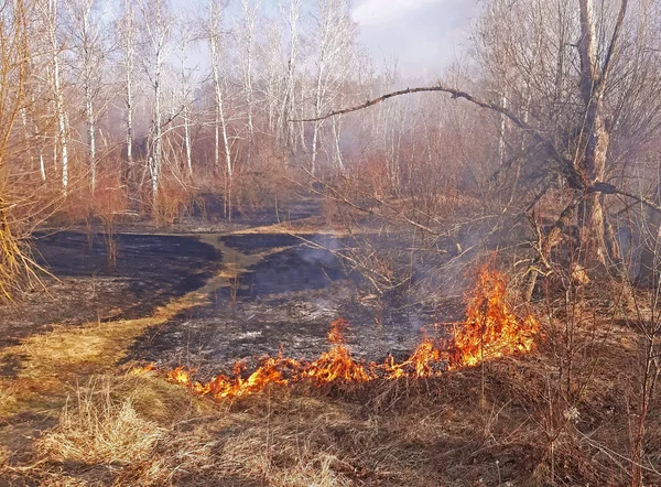 Hierba seca quema Fuego forestal en la primavera, el fuerte viento lo expande —  Fotos de Stock