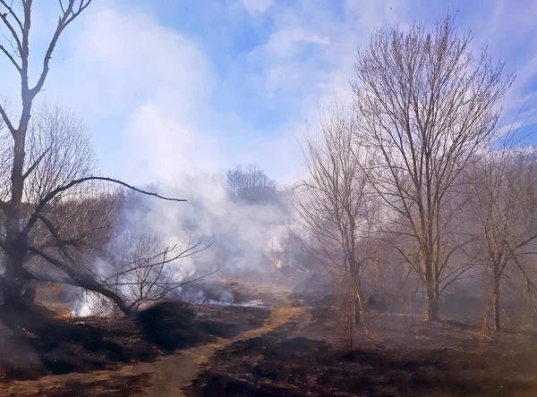 Incendio nella foresta e molto fumo — Foto Stock