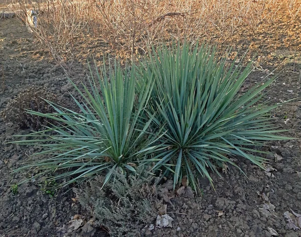 Yucca filamentosa planta ornamental para el jardín — Foto de Stock